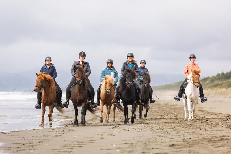 Christchurch Icelandic Horse Treks